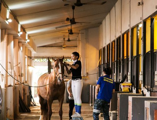 Dressage Athlete