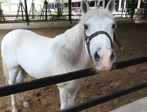 Horse Therapy