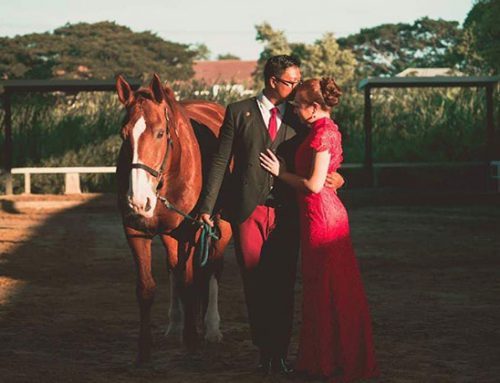 Horse Photo Shooting